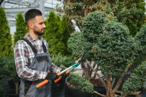 Man trimming a bush with pruning shears in a landscaped garden, showcasing professional shrub and bush trimming services.