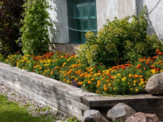 Vibrant flower bed featuring orange and yellow marigolds with lush greenery, showcasing raised garden bed design for sustainable landscaping.