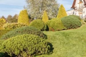 Well-maintained shrubs and bushes in a lush green lawn, showcasing neat trimming and landscaping around a residential property.