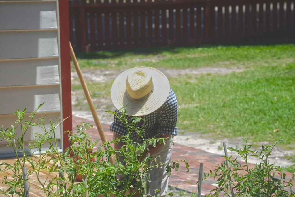 Tomato plants in a backyard garden, a sustainable landscaping and garden bed creation.
