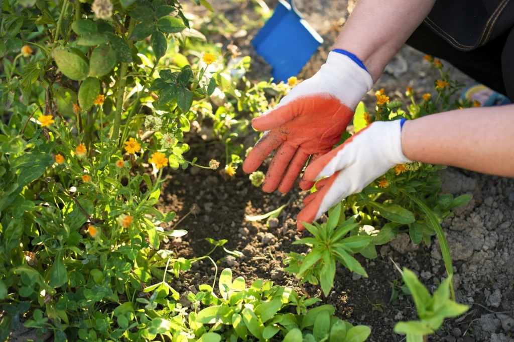 Gardener preparing soil and tending to vibrant flowers, a landscaping and garden bed creation services in Morris County, NJ.
