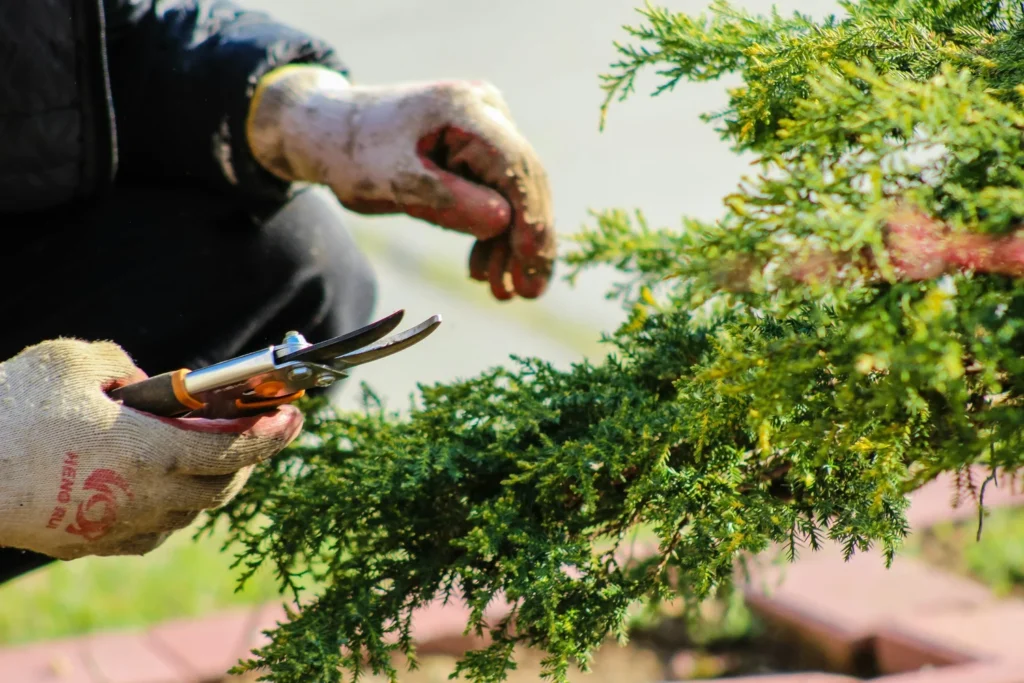Hand holding pruning shears, trimming a lush green shrub, emphasizing meticulous care in residential shrub maintenance for enhanced landscape health.