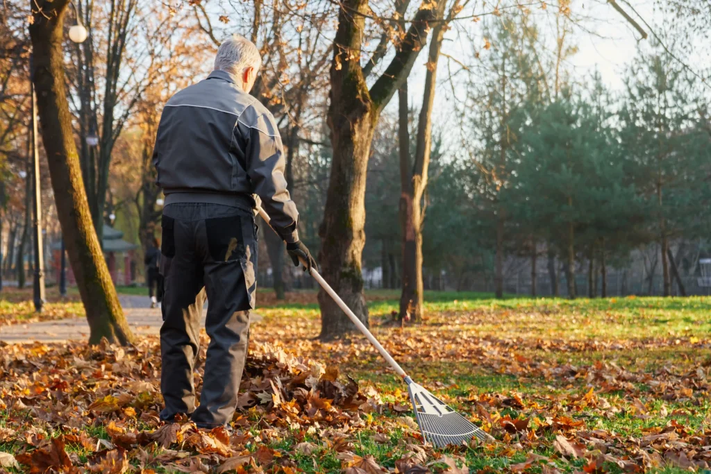 Male worker gathering fallen leaves