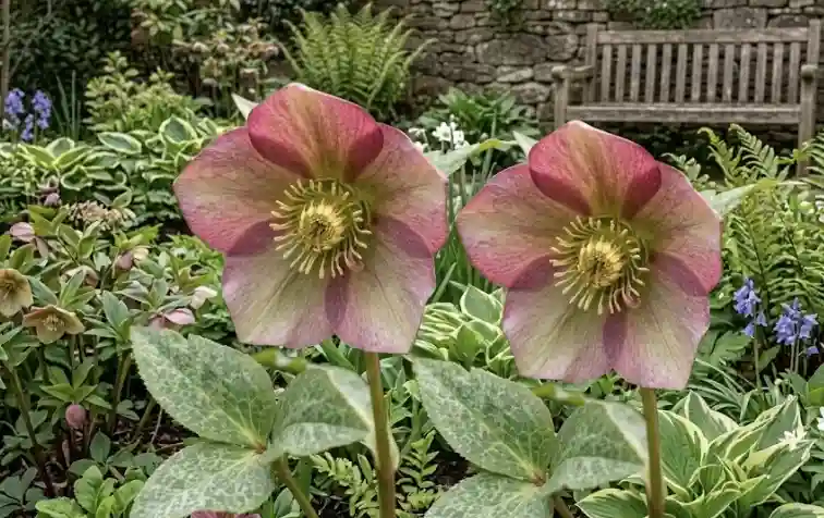 Hellebore