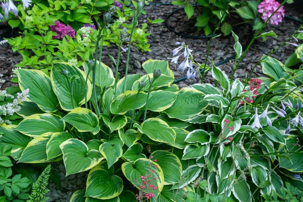 Hosta green plant