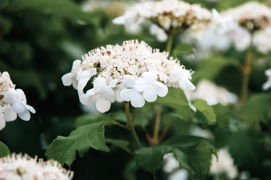 Viburnum