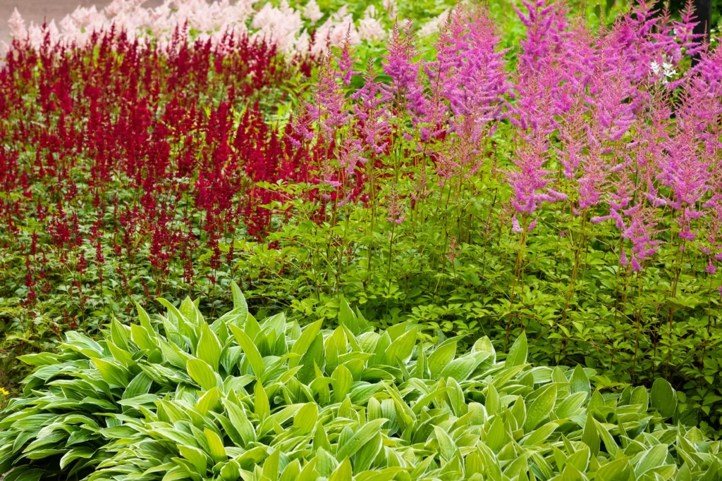 astilbe perennial shade garden