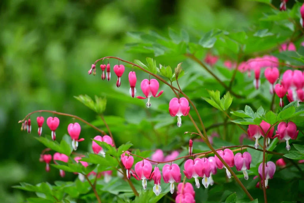 bleeding heart plant flower perennial shade garden