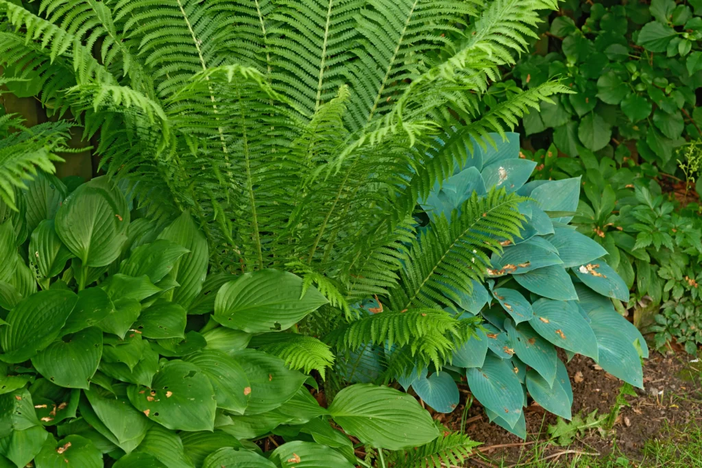 fern perennial shade garden