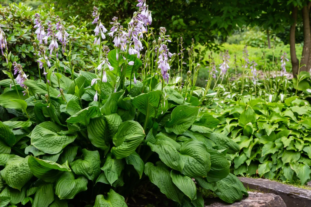 hosta plant in perennial shade garden
