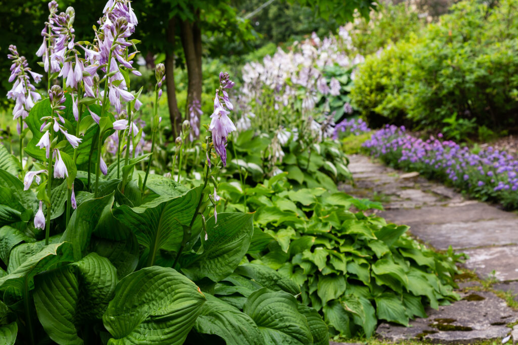 hosta plant perennial shade garden