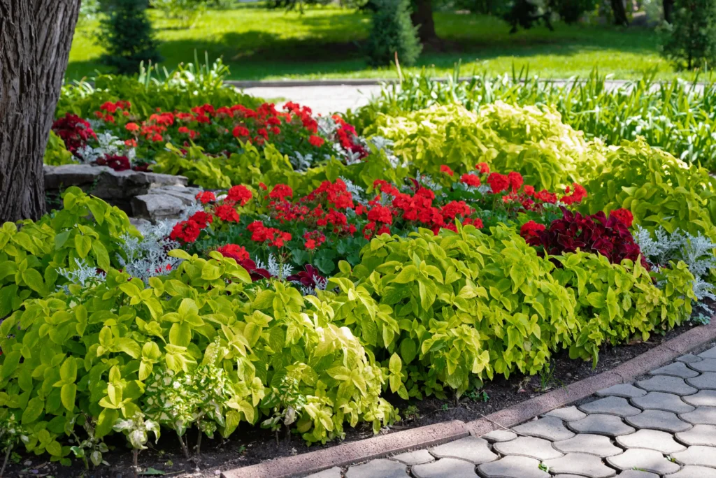 beautiful flower bed with colorful plants