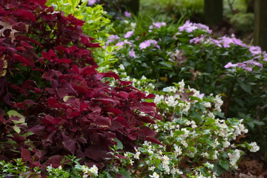 fall tree with beautiful flower colors