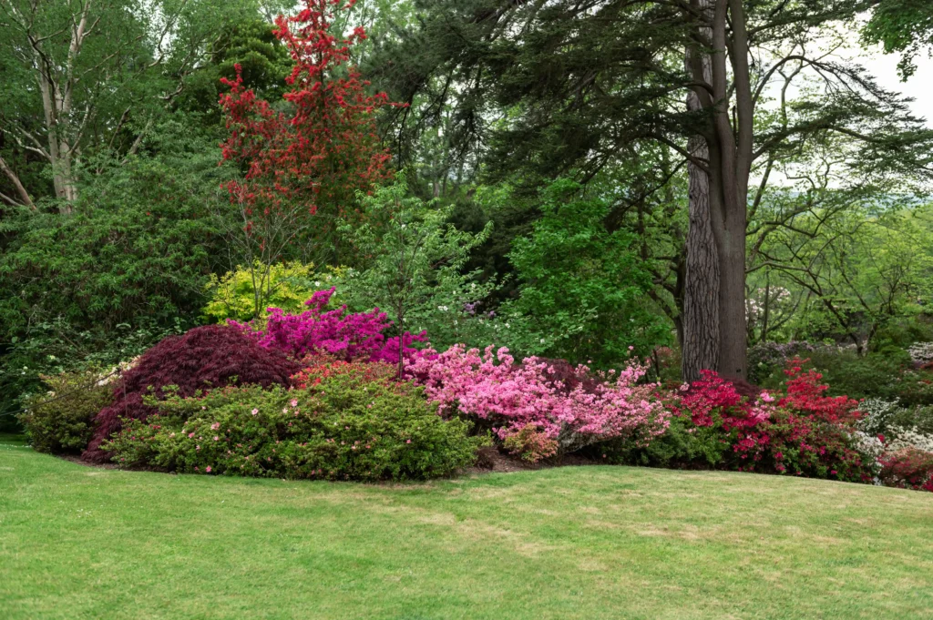 garden with blooming trees