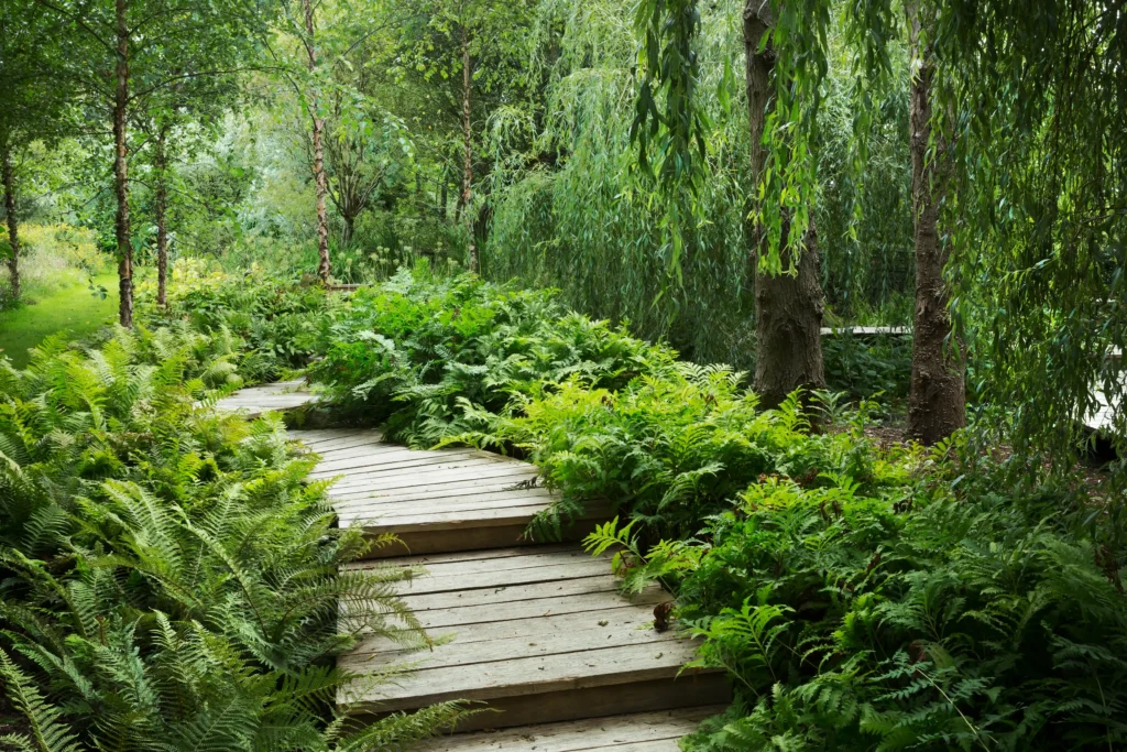 willow trees and fern growing around curved wooden boardwalk in a garden