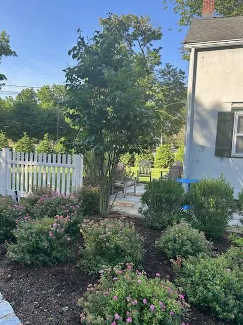 Landscaper using selective hand trimming techniques on a shrub for optimal growth