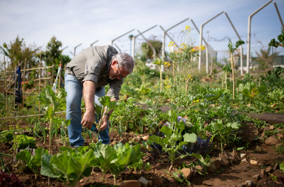 Professional gardening services in Chester, NJ, performed by Gebhard Horticulture team focusing on perennial care.