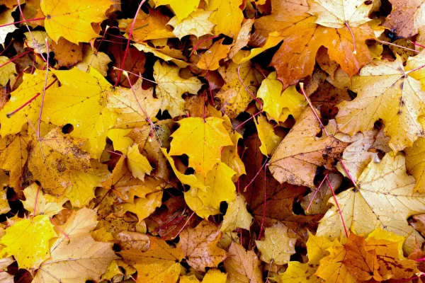 best-time-for-fall-cleanup