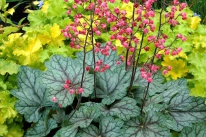 Heuchera plant with vibrant pink flowers.