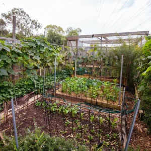 vegetable-garden-nj-min