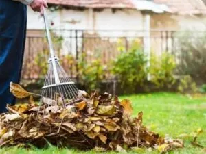 Seasonal Yard Maintenance services.
