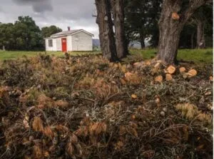 Restoring Your Yard After a Storm